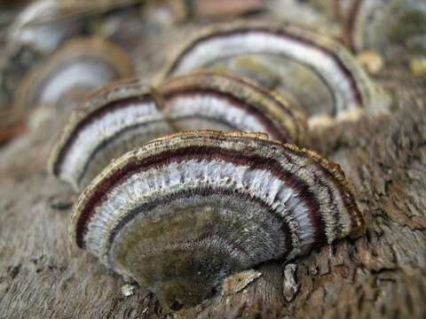 Image of Trametes