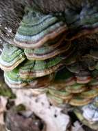 Image of Trametes