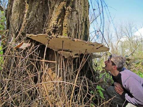 Image of Ganoderma