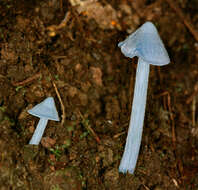 Image of Entoloma virescens (Sacc.) E. Horak ex Courtec. 1986