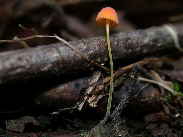 Image of Mycena acicula (Schaeff.) P. Kumm. 1871