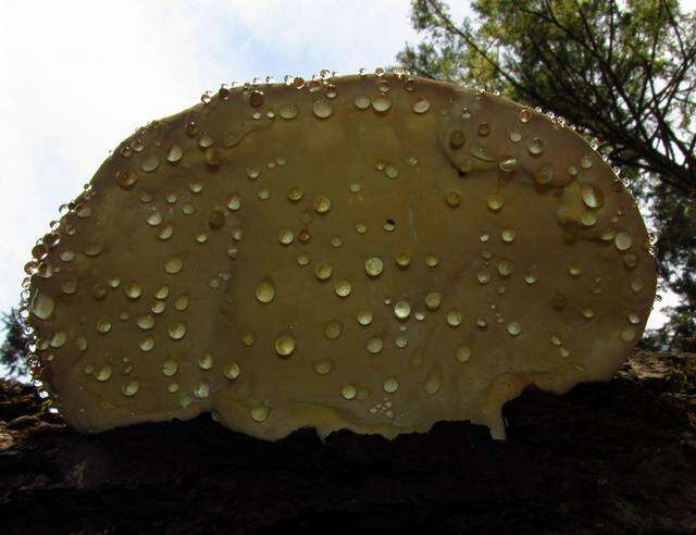 Image of Fomitopsis