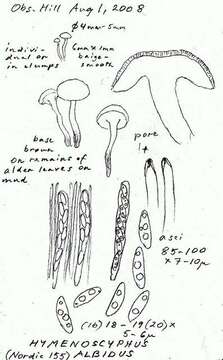 Sivun Helotiaceae kuva