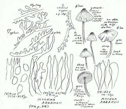 Imagem de Mycena abramsii (Murrill) Murrill 1916