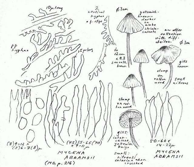 Image of Mycenaceae