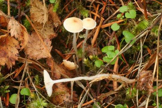 Image of Mycena clavicularis (Fr.) Gillet 1876