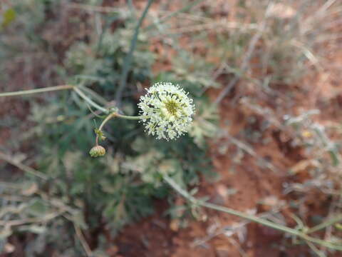 Trachymene ochracea L. A. S. Johnson的圖片