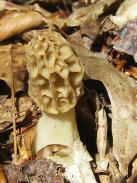 Image of Morchellaceae