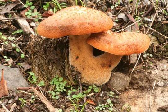 Polyporus resmi