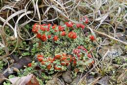 Слика од Cladonia cristatella Tuck.