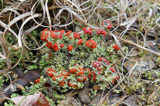 Cladonia cristatella Tuck.的圖片