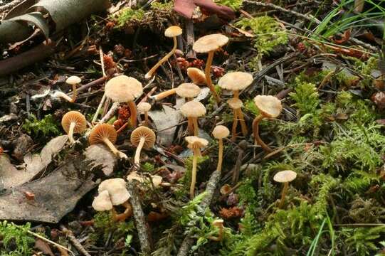Image of Tubariaceae