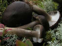 Image of Hygrophorus camarophyllus (Alb. & Schwein.) Dumée, Grandjean & Maire 1912