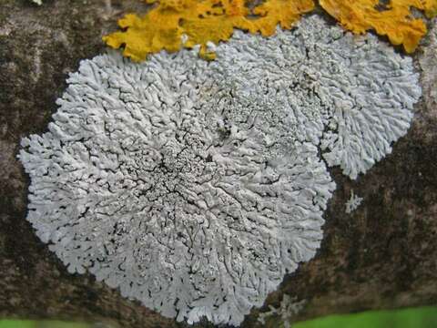 Image of Clemente's rosette lichen