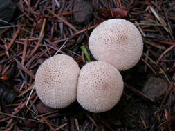 Imagem de Lycoperdon