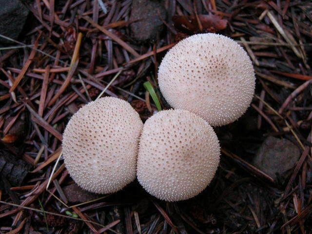 Imagem de Lycoperdon