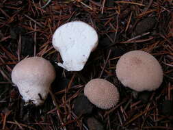 Imagem de Lycoperdon