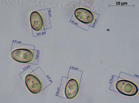 Image of Meottomyces dissimulans (Berk. & Broome) Vizzini 2008