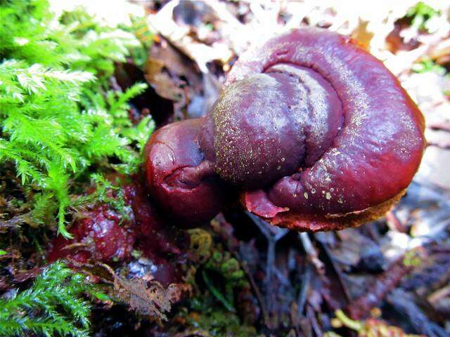 Ganoderma oregonense Murrill 1908的圖片