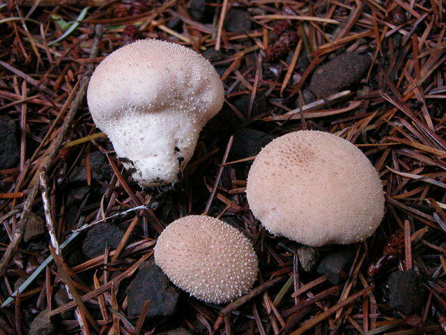 Imagem de Lycoperdon