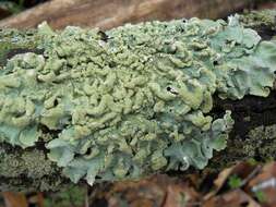 Image of flavoparmelia lichen