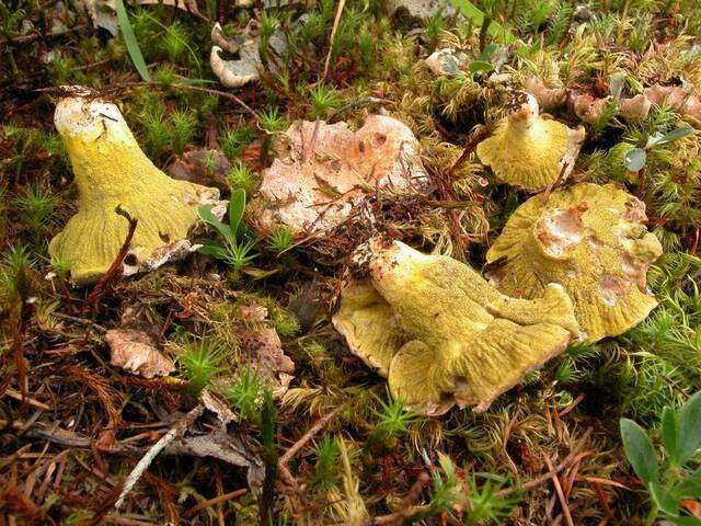 Plancia ëd Hypomyces luteovirens (Fr.) Tul. & C. Tul. 1860