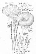 Plancia ëd Hypomyces luteovirens (Fr.) Tul. & C. Tul. 1860