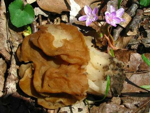 Image of Gyromitra korfii (Raitv.) Harmaja 1973