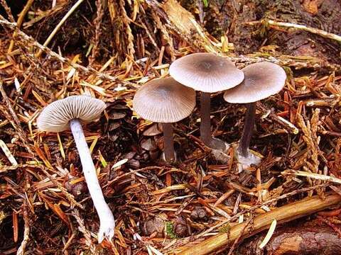 Image of Entoloma approximatum (Largent) Noordel. & Co-David 2009