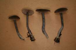 Image of Entoloma approximatum (Largent) Noordel. & Co-David 2009