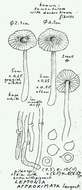 Image of Entoloma approximatum (Largent) Noordel. & Co-David 2009