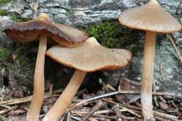 Image of Entoloma holoconiotum (Largent & Thiers) Noordel. & Co-David 2009