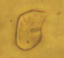 Image of Entoloma holoconiotum (Largent & Thiers) Noordel. & Co-David 2009