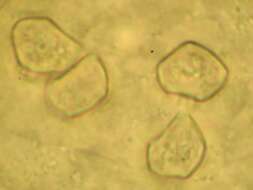 Image of Entoloma holoconiotum (Largent & Thiers) Noordel. & Co-David 2009