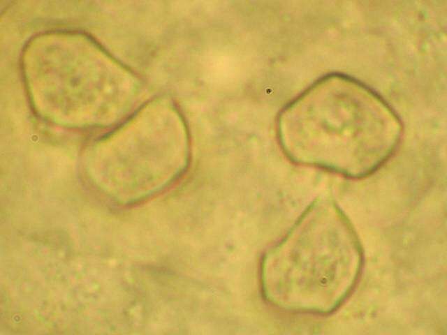 Image of Entoloma holoconiotum (Largent & Thiers) Noordel. & Co-David 2009