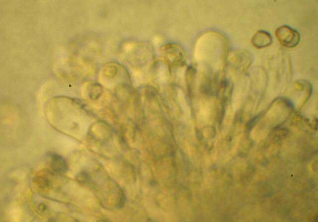 Image of Entoloma holoconiotum (Largent & Thiers) Noordel. & Co-David 2009