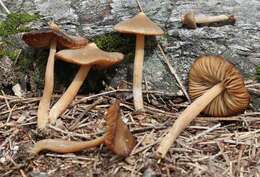 Image of Entoloma holoconiotum (Largent & Thiers) Noordel. & Co-David 2009