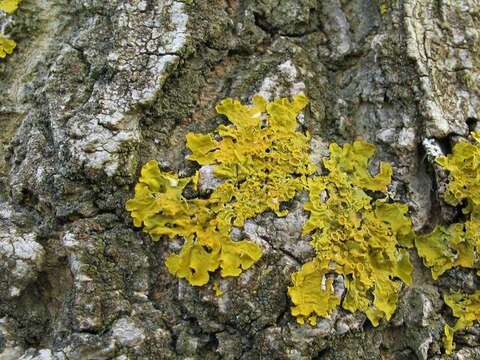 Image de Xanthoria