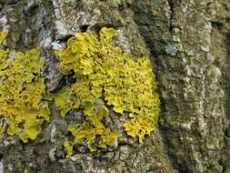 Image of orange wall lichen