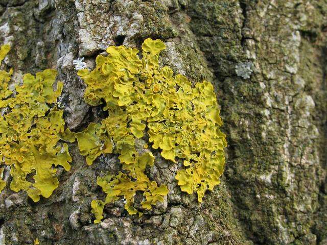 Image of orange wall lichen