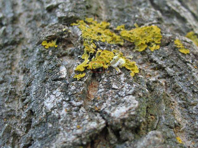 Image of orange wall lichen