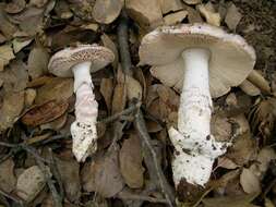 Image of Amanita velosa (Peck) Lloyd 1898