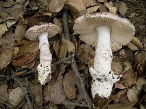 Image of Bittersweet orange ringless amanita