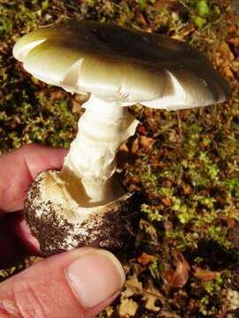 Image of Amanita