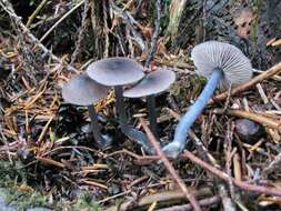 Image of Entoloma approximatum (Largent) Noordel. & Co-David 2009