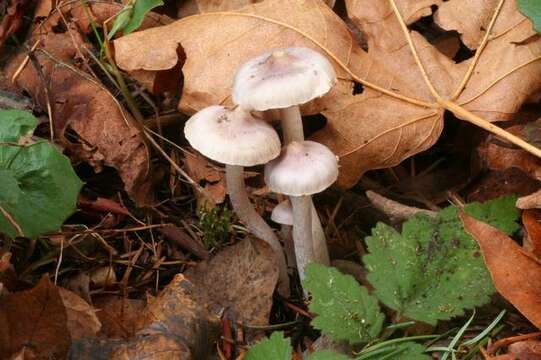 Inocybe resmi