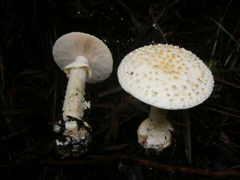 Image of Amanita ochrophylloides D. A. Reid 1978