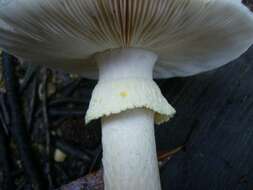 Image of Amanita ochrophylloides D. A. Reid 1978