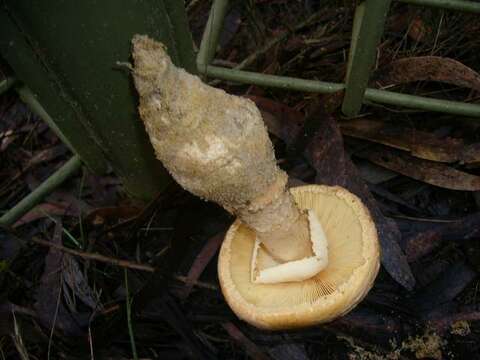 Image of Amanita ochrophylla (Cooke & Massee) Cleland 1924