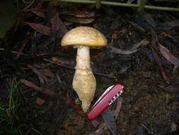 Image of Amanita ochrophylla (Cooke & Massee) Cleland 1924